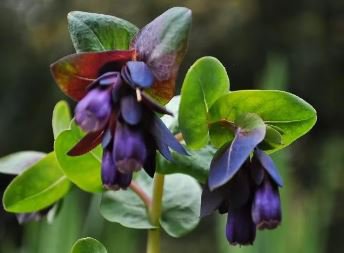Blue Shrimp Plant Cerinthe Major showy Flowers 10 PCS Seeds