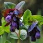 Blue Shrimp Plant Cerinthe Major showy Flowers 10 PCS Seeds