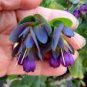 Blue Shrimp Plant Cerinthe Major showy Flowers 10 PCS Seeds