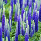 Blue Spiked Speedwell Veronica Spicata, Perennial Rockery Flowerst 50 PCS Seeds