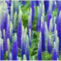 Blue Spiked Speedwell Veronica Spicata, Perennial Rockery Flowerst 50 PCS Seeds
