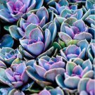 Blue Spring Grass Rare Succulents Plant Funny 2000 PCS Seeds Blue Spring Grass Rare Succulents Plant Funny 2000 PCS Seeds