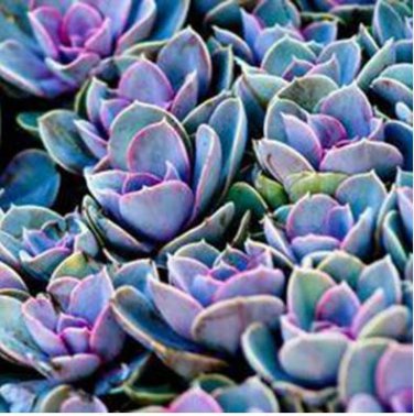 Blue Spring Grass Rare Succulents Plant Funny  2000 PCS Seeds