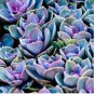 Blue Spring Grass Rare Succulents Plant Funny 2000 PCS Seeds