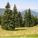 Blue Spruce Tree Seeds Picea Tree 100 PCS Seeds Blue Spruce Tree Seeds Picea Tree 100 PCS Seeds