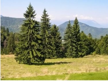 Blue Spruce Tree Seeds Picea Tree 100 PCS Seeds