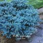Blue Spruce Tree Seeds Picea Tree 100 PCS Seeds