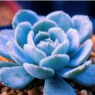 Blue Spring Grass Rare Succulents Plant Funny 2000 PCS Seeds Blue Spring Grass Rare Succulents Plant Funny 2000 PCS Seeds
