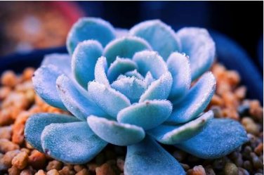 Blue Spring Grass Rare Succulents Plant Funny 2000 PCS Seeds