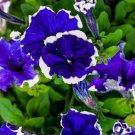 Blue Star White Stripe Express Petunia 200 PCS Seeds Blue Star White Stripe Express Petunia 200 PCS Seeds
