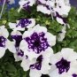 Blue Star White Stripe Express Petunia 200 PCS Seeds