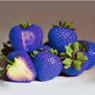 Blue Strawberry 500 PCS Seeds