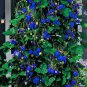 Blue Strawberry 500 PCS Seeds