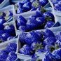 Blue Strawberry 500 PCS Seeds