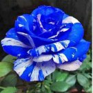 BLUE STRIPE ROSE RARE ROSE ROSE BUSH BLUE WHITE DRAGON 380 PCS Seeds