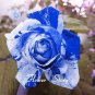 BLUE STRIPE ROSE RARE ROSE ROSE BUSH BLUE WHITE DRAGON 380 PCS Seeds