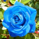 BLUE STRIPE ROSE RARE ROSE ROSE BUSH BLUE WHITE DRAGON 500 PCS Seeds