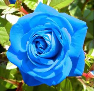 BLUE STRIPE ROSE RARE ROSE ROSE BUSH BLUE WHITE DRAGON 500 PCS Seeds