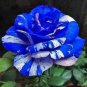 BLUE STRIPE ROSE RARE ROSE ROSE BUSH BLUE WHITE DRAGON 500 PCS Seeds