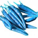 Blue Turquoise Chili Pepper 20 PCS Seeds