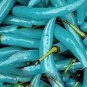 Blue Turquoise Chili Pepper 20 PCS Seeds