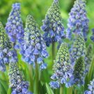Blue Violet Purple Grape Hyacinth flower 100 PCS Seeds