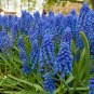 Blue Violet Purple Grape Hyacinth flower 100 PCS Seeds