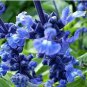 Blue Woodland Sage Perennial Flower 30 PCS Seeds