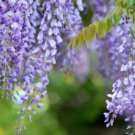 Blue Yard Chinese Wisteria Climbing Plants, purple floribunda 5 PCS Seeds Blue Yard Chinese Wisteria Climbing Plants, purple floribunda 5 PCS Seeds