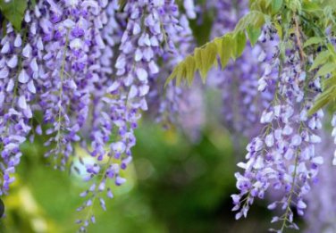 Blue Yard Chinese Wisteria Climbing Plants, purple floribunda 5 PCS Seeds