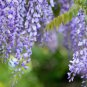 Blue Yard Chinese Wisteria Climbing Plants, purple floribunda 5 PCS Seeds