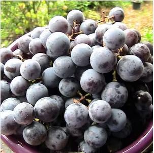 Bluebell Blue Juice Grape 100 PCS Seeds