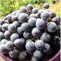 Bluebell Blue Juice Grape 100 PCS Seeds