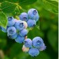 Blueberry Bush Vaccinium Corymbosum 50 PCS Seeds