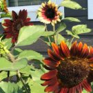 Bohemian Phapsody F1 Sunflower 15 PCS Seeds