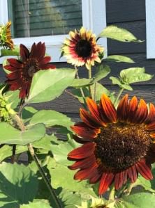 Bohemian Phapsody F1 Sunflower 15 PCS Seeds