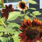 Bohemian Phapsody F1 Sunflower 15 PCS Seeds