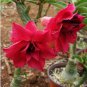 Boisterous Elation Adenium Bonsai Desert Rose 2 PCS Seeds