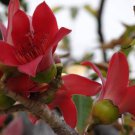 Bombax ceiba Seeds Cotten Tree Red Silk-cotton Tree 30 PCS Seeds