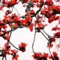 Bombax ceiba Seeds Cotten Tree Red Silk-cotton Tree 30 PCS Seeds