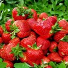 Bonai Giant Strawberry 40 PCS Seeds