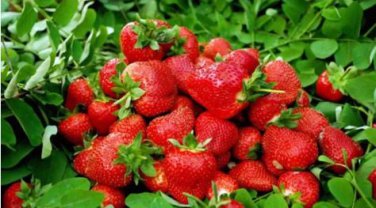 Bonai Giant Strawberry 40 PCS Seeds