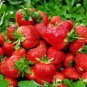 Bonai Giant Strawberry 40 PCS Seeds