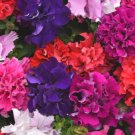 Bonanza Double Plicated Petunia Mixed 200 PCS Seeds