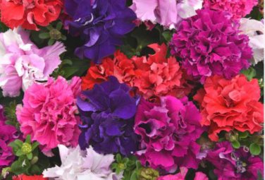 Bonanza Double Plicated Petunia Mixed 200 PCS Seeds