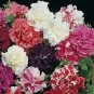 Bonanza Double Plicated Petunia Mixed 200 PCS Seeds