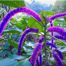 Bonsai Acalypha Hispida Chenille Plant 100 PCS Seeds