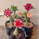 Bonsai Adenium Mixed 16 Colors Big Blooms Flowers 100 PCS Seeds Bonsai Adenium Mixed 16 Colors Big Blooms Flowers 100 PCS Seeds