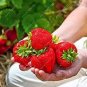 Bonai Giant Strawberry 40 PCS Seeds