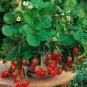 Bonai Giant Strawberry 40 PCS Seeds